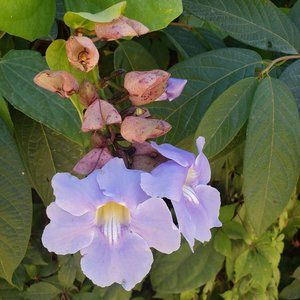 Meet your Posher, Camelia